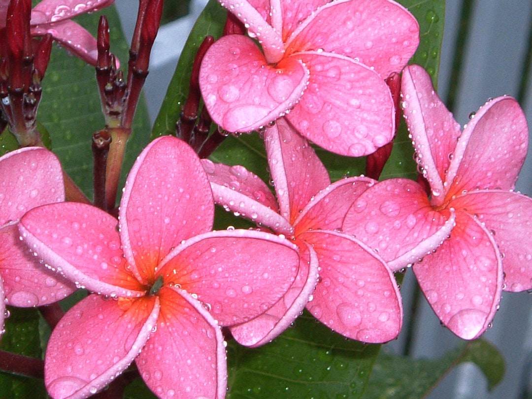 Plumeria Photo Print, Plumeria Flowers Wall Art, Pink Plumeria Flowers