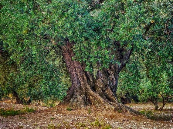 Antike Olivenbaum Kunst, Spanien, Olivenbume, Olivenbaum Foto