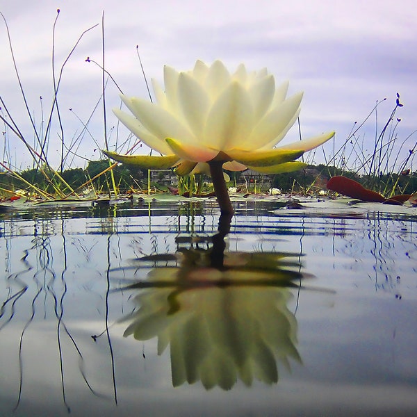 From A Frogs' Point of View Photo, Waterscape, Water Lily Photograph, An Alligators' Point of View, Abstract Water Lily, Water Lily Wall Art