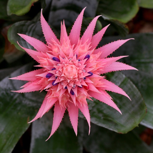 Pink Bromeliad Photo Print 01