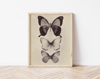 insect bug Mexican kite Butterfly Art PRINT Still Life- Original Oil Painting bathroom hallway art moth
