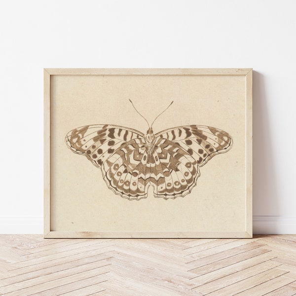 Antique Moth Print - Etsy