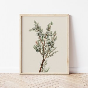 Printable Art | Vintage Juniper Botanical Print | Blues & Greens | Farmhouse Decor | Winter Greenery | #244