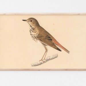 Samsung Frame TV Art | Vintage Bird Art | Farmhouse | Neutral | Painting | Fine Art TV File | #122