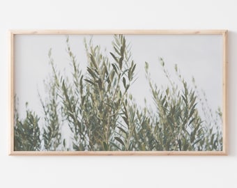 Samsung Frame TV Art File | Modern Olive Tree Greenery | Neutral | Olive Branch | Photography | Fine Art TV File | #Olive