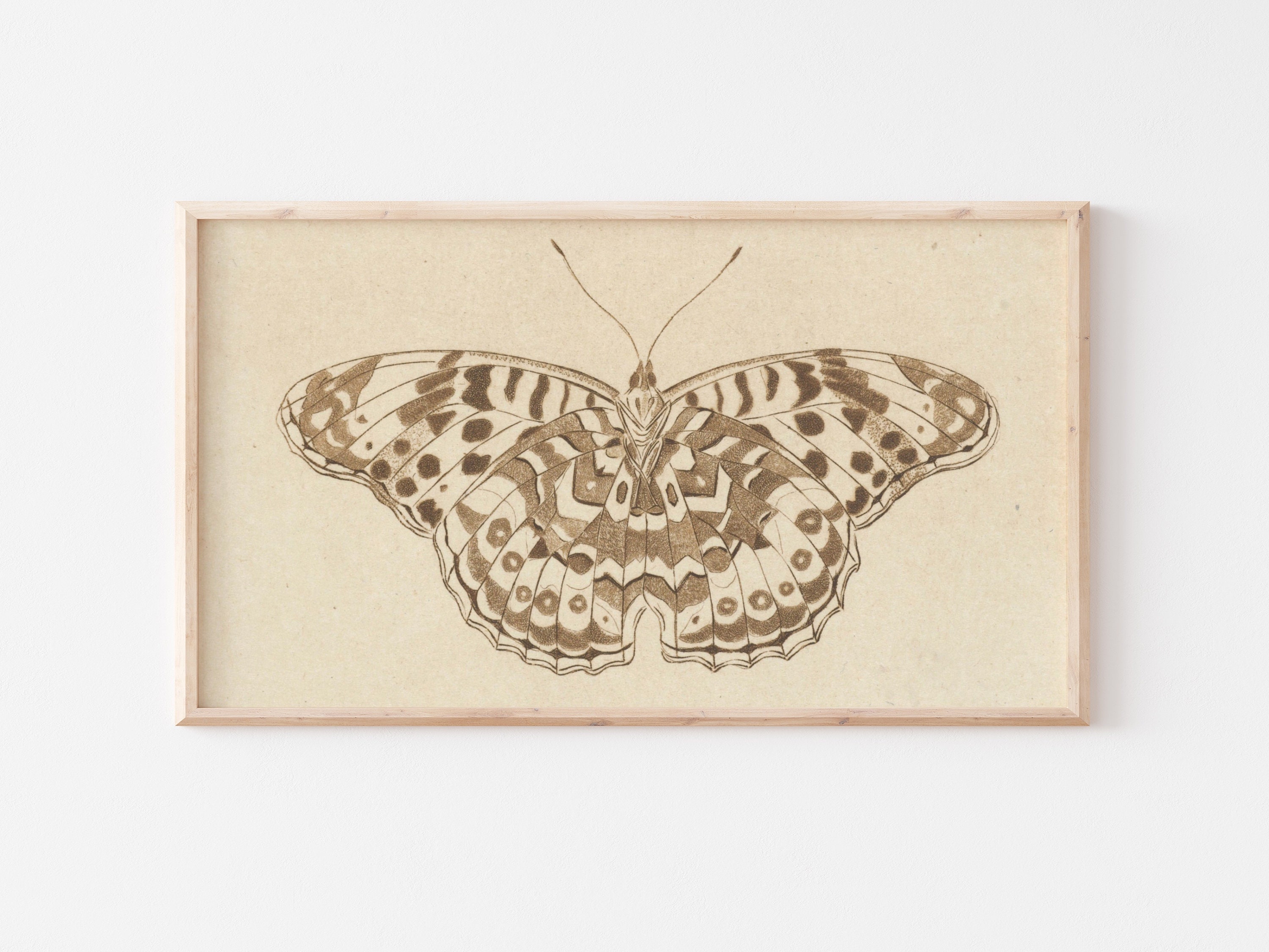 Vintage Sketchbook: Butterfly & Moth Antique Scientific Illustration |  Large Drawing Book for Teens and Adults | Perfect for Painting, Sketching  and