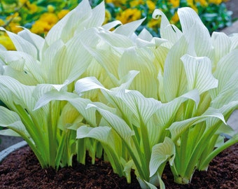 Hosta Plantaginea Etsy