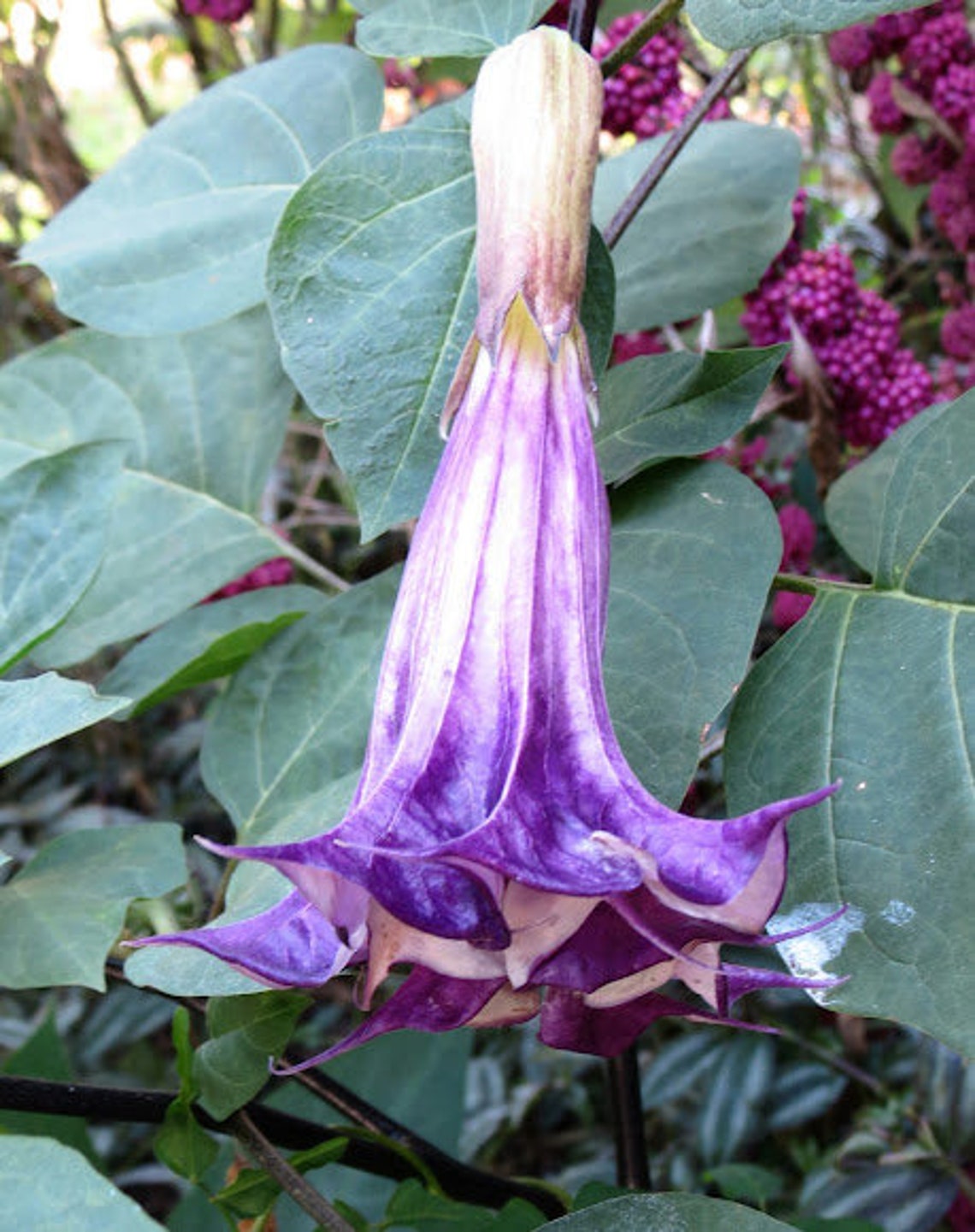10 Double Purple Angel Trumpet Seeds Angel Trumpet Seeds Etsy
