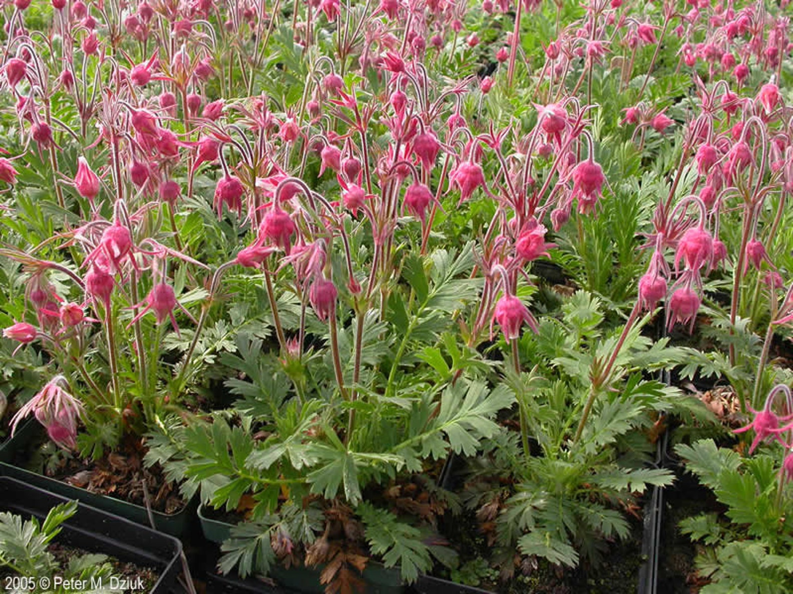 Prairie Smoke 40 Seeds Triflora Seed Geum Etsy