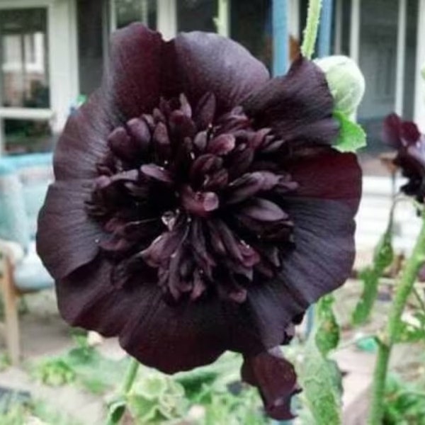 Black Hollyhocks Double - Etsy