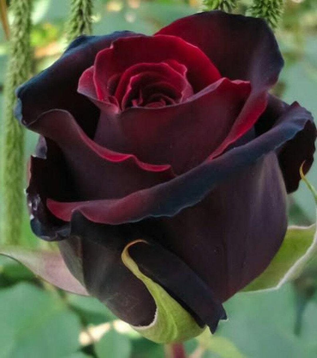 10 Red Black Rose Seeds Flower Bush Perennial Bloom Shrub Etsy