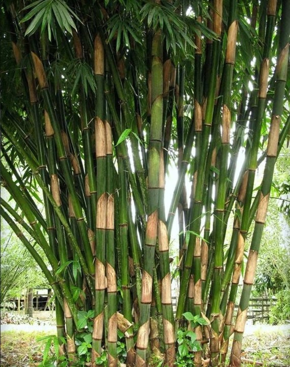 50 Giant Atter Bamboo Seeds Clumping Bamboo Landscaping Etsy