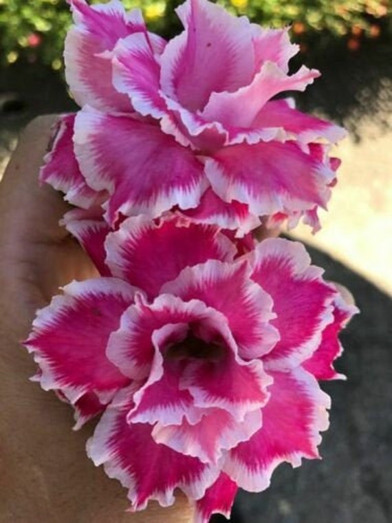 4 Fushia White Desert Rose Seeds Adenium Obesum Flower Seeds Etsy