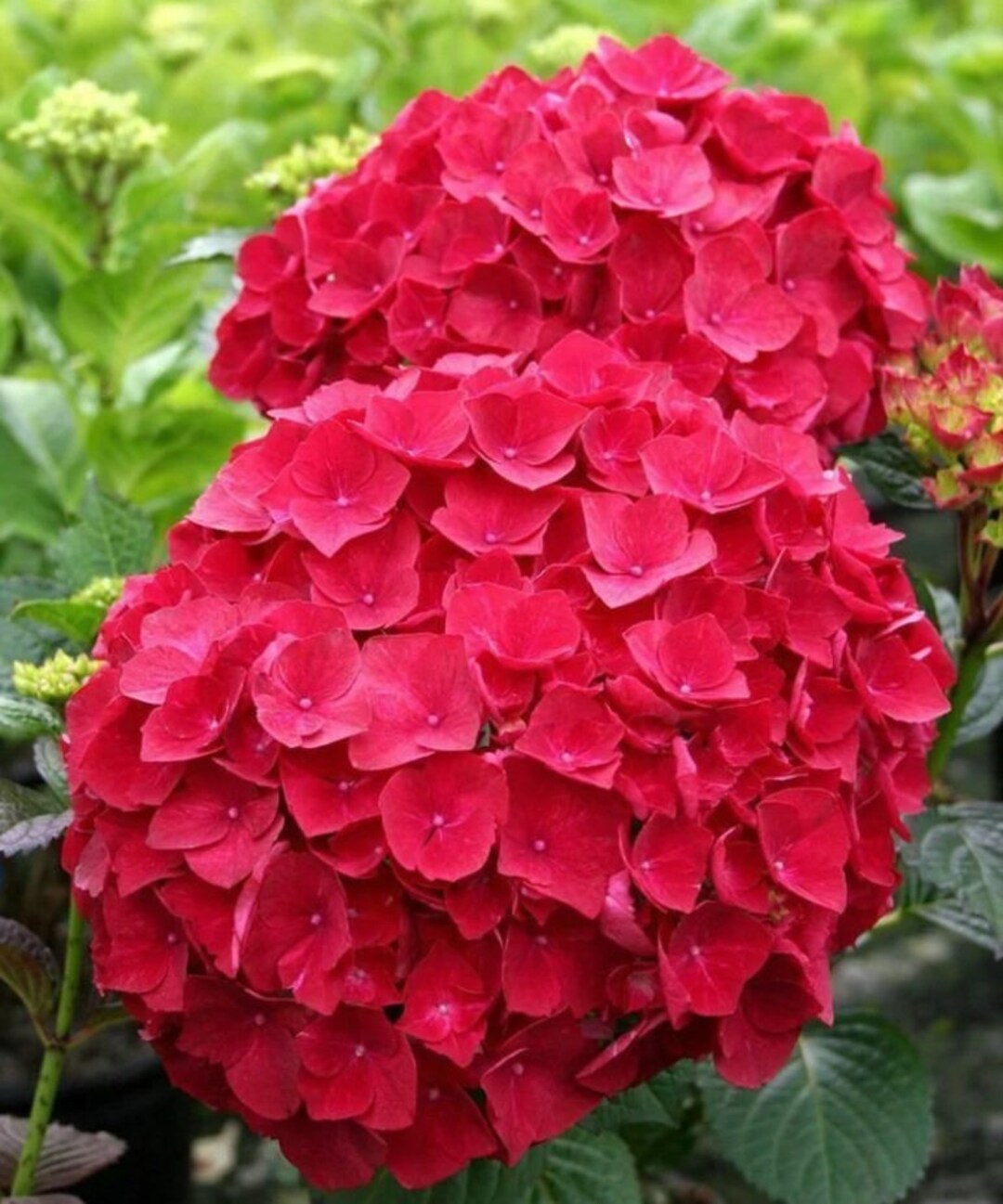 Image of Ruby red hydrangea image 5