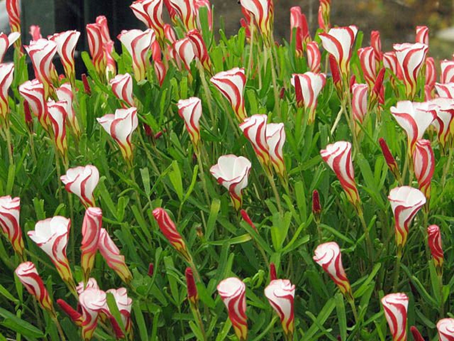 Oxalis Versicolor Flowers Candy Cane Sorrel Flower Candycane Etsy