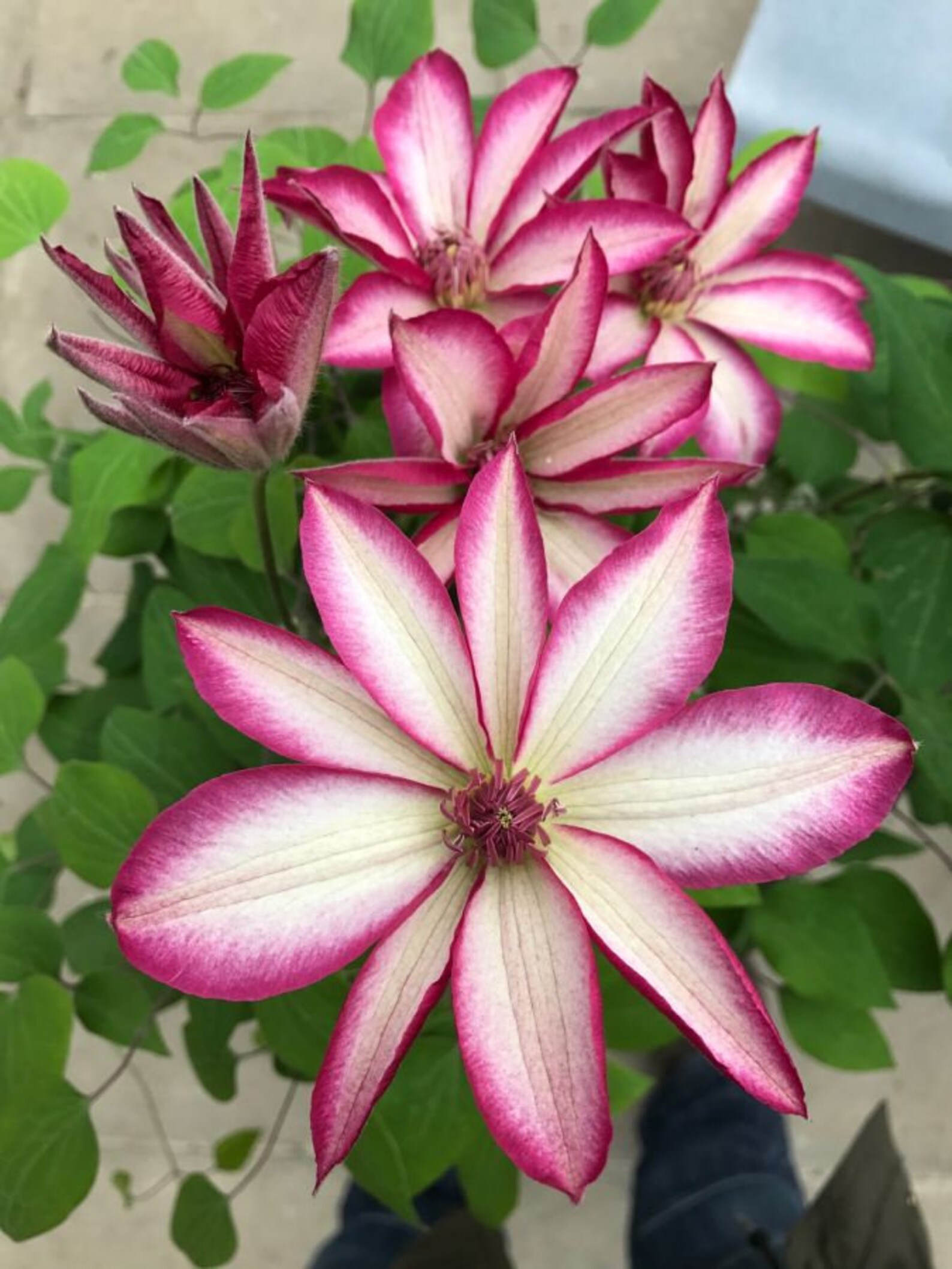 25 Bright Pink White Clematis Seeds Clematis Flower Seeds Etsy