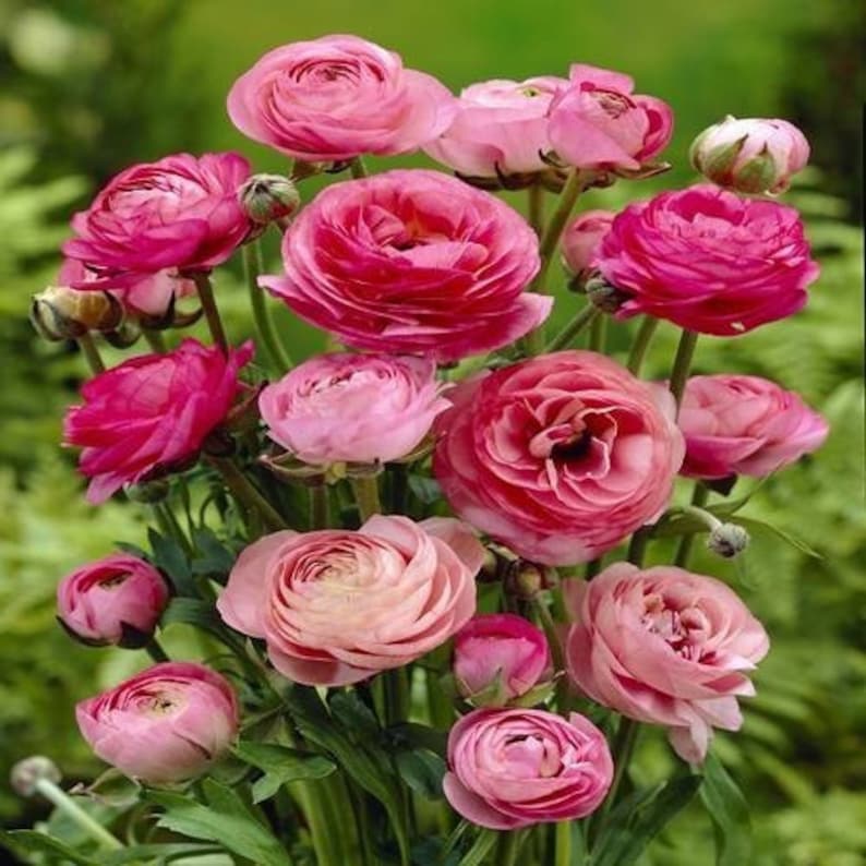 Ranunculus bulbs for sale Ranunculus bulbs for sale