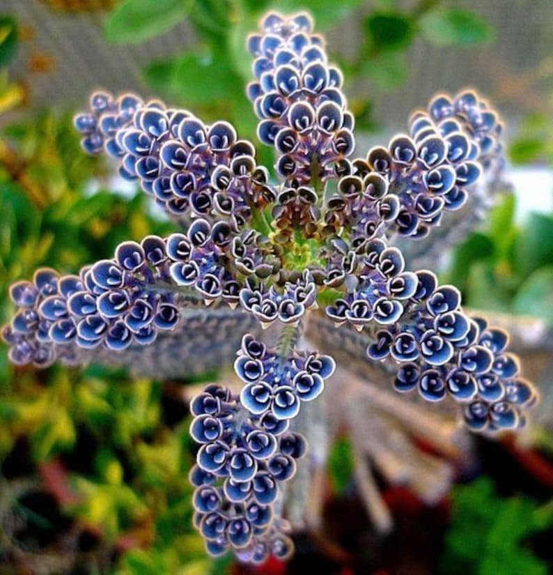 blue seeds botanicula blue seeds botanicula