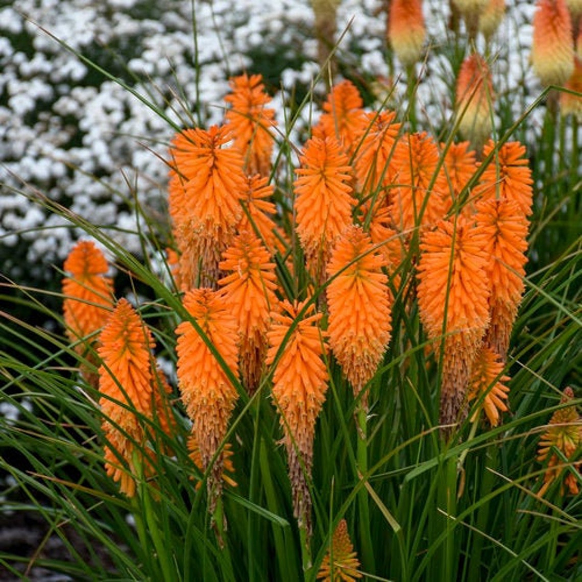 25 Seeds Red Hot Poker Torch Lily Flower Orange Poker Flower Etsy