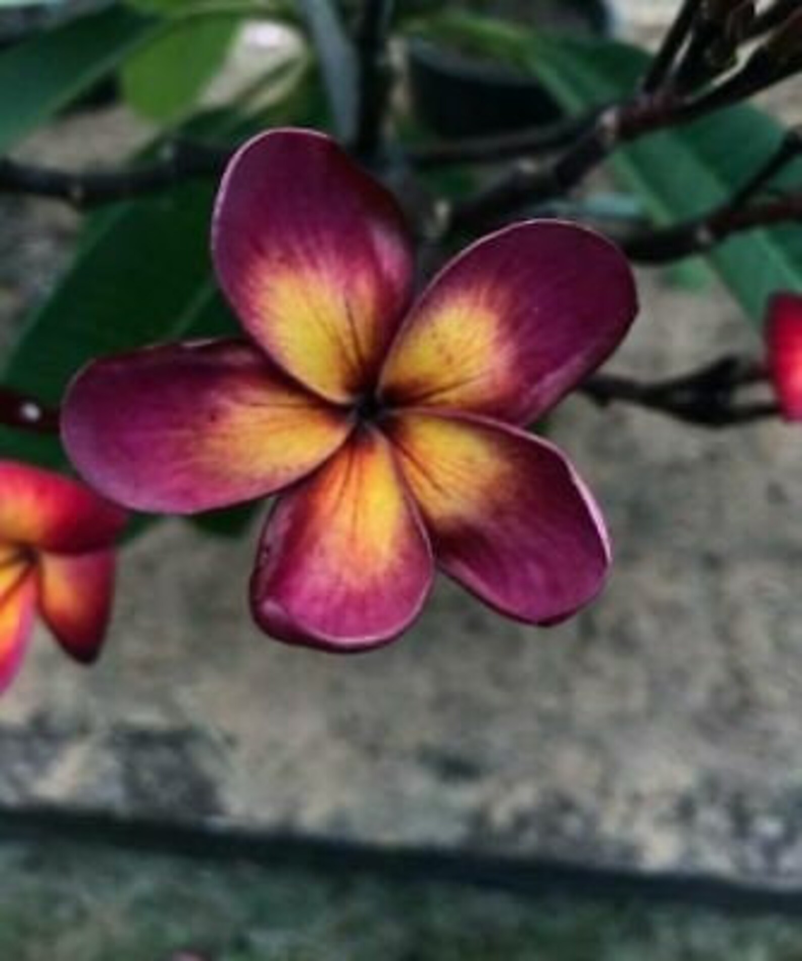5 Dark Purple Yellow Plumeria Seeds Frangipani Flowers Etsy