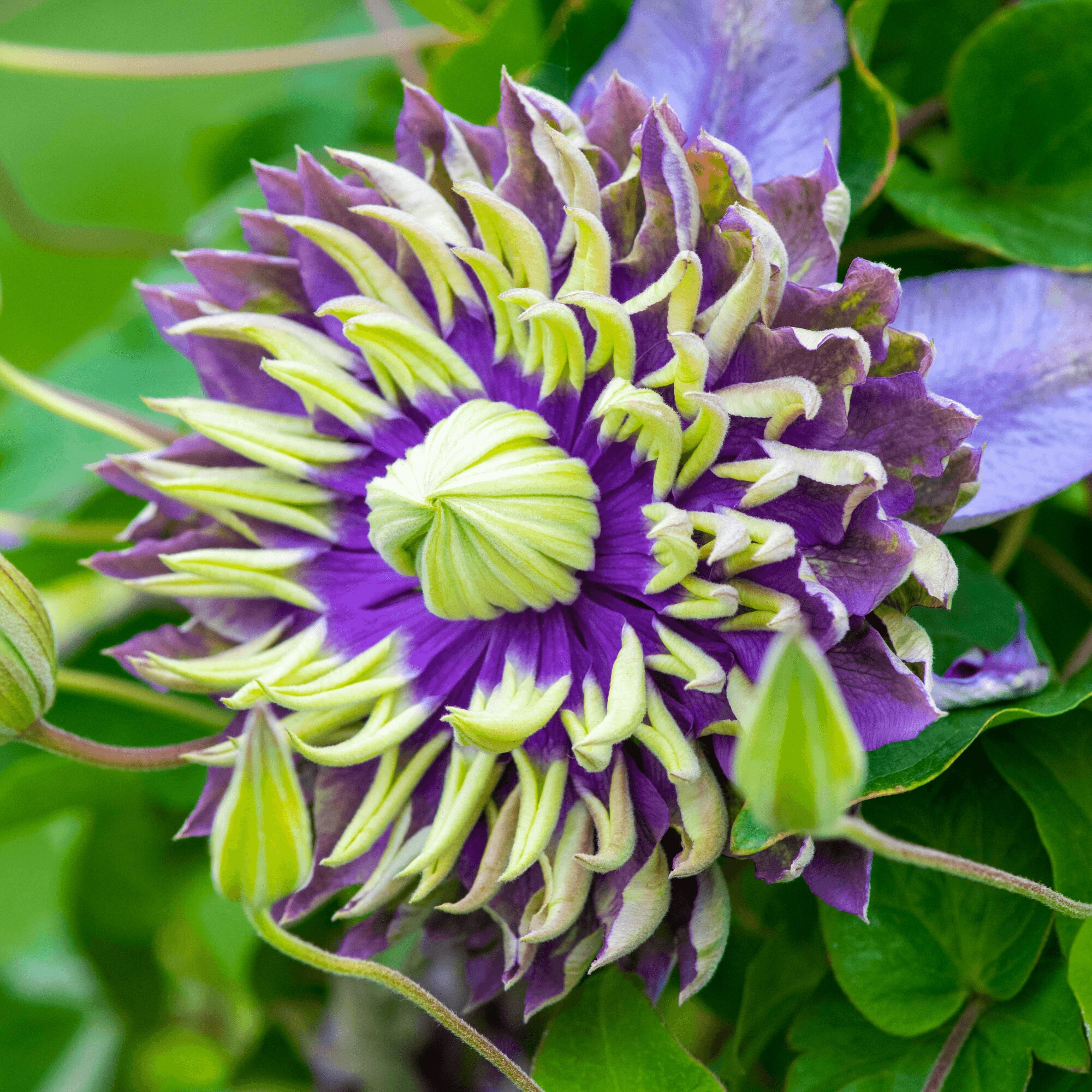 25 Double Dark Purple Clematis Seeds Clematis Florida Taiga Etsy