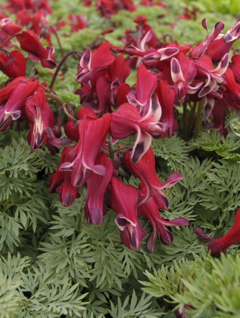 25 Red Bleeding Heart Seeds Burning Hearts Bleeding Heart - Etsy