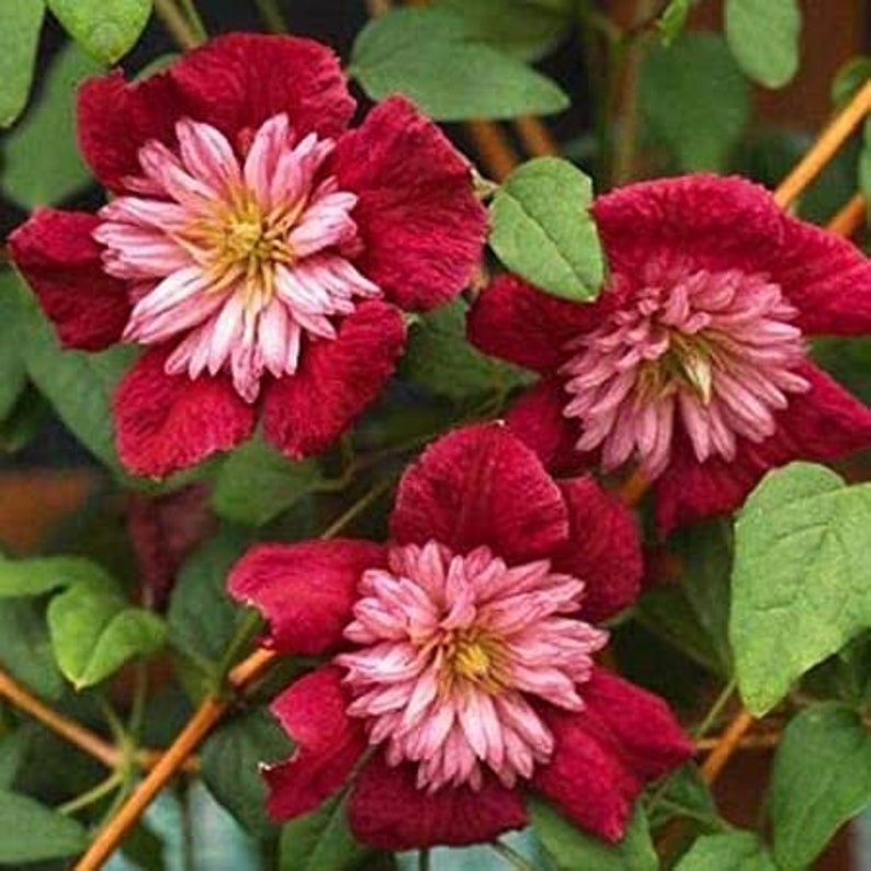 25 Double Red Clematis Seeds Clematis Avant Garde Clematis Etsy
