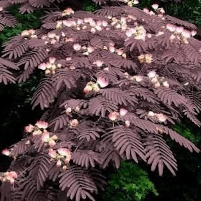 5 Summer Chocolate Mimosa Tree Seeds Silk Tree Etsy