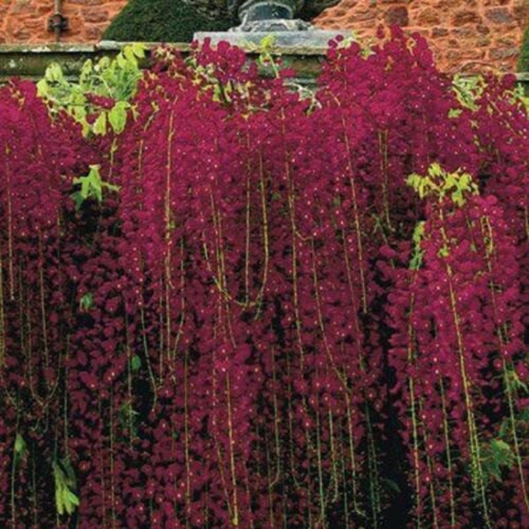 5 Red Black Dragon Wisteria Seeds Vine Climbing Flower Etsy