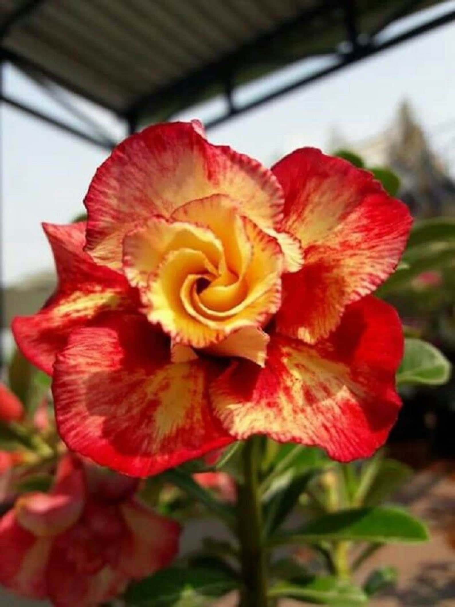 4 Rare Red Orange Desert Rose Seeds Adenium Obesum Flower Etsy
