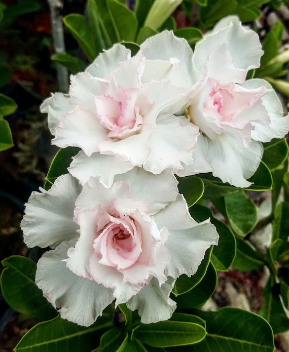 4 Double White Desert Rose Seed Adenium Obesum Flower Rare Etsy