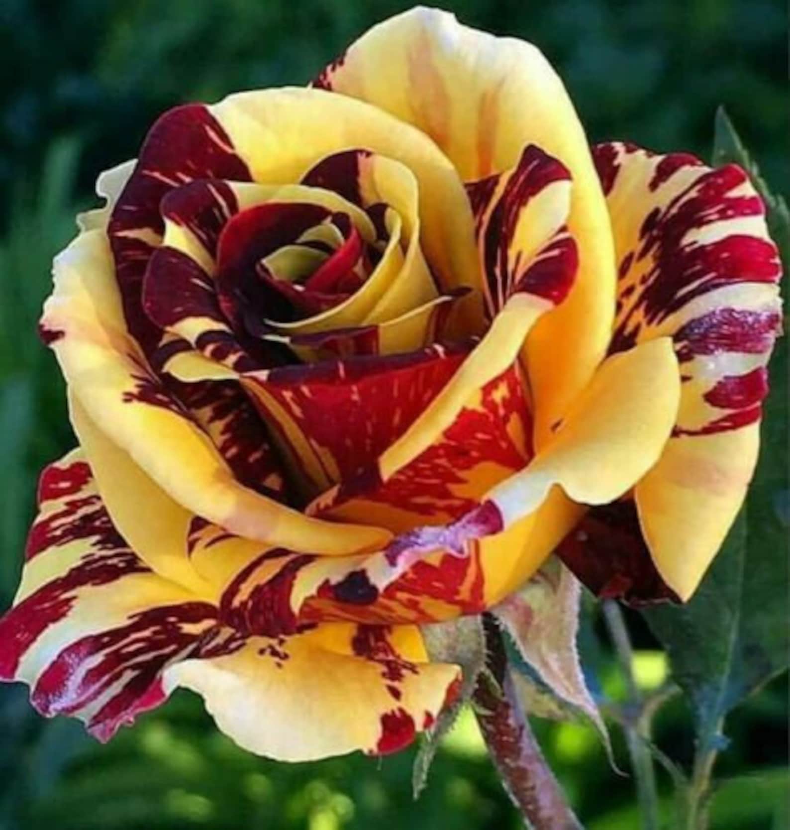10 Yellow Red Rose Seeds Flower Bush Perennial Bloom Shrub Etsy