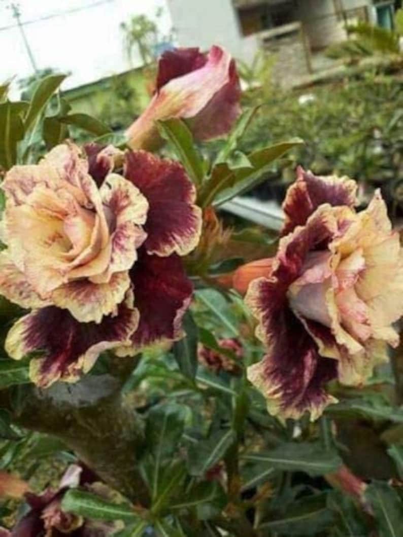 4pcs Rare Cream Maroon Desert Rose Seeds Adenium Obesum Flower | Etsy