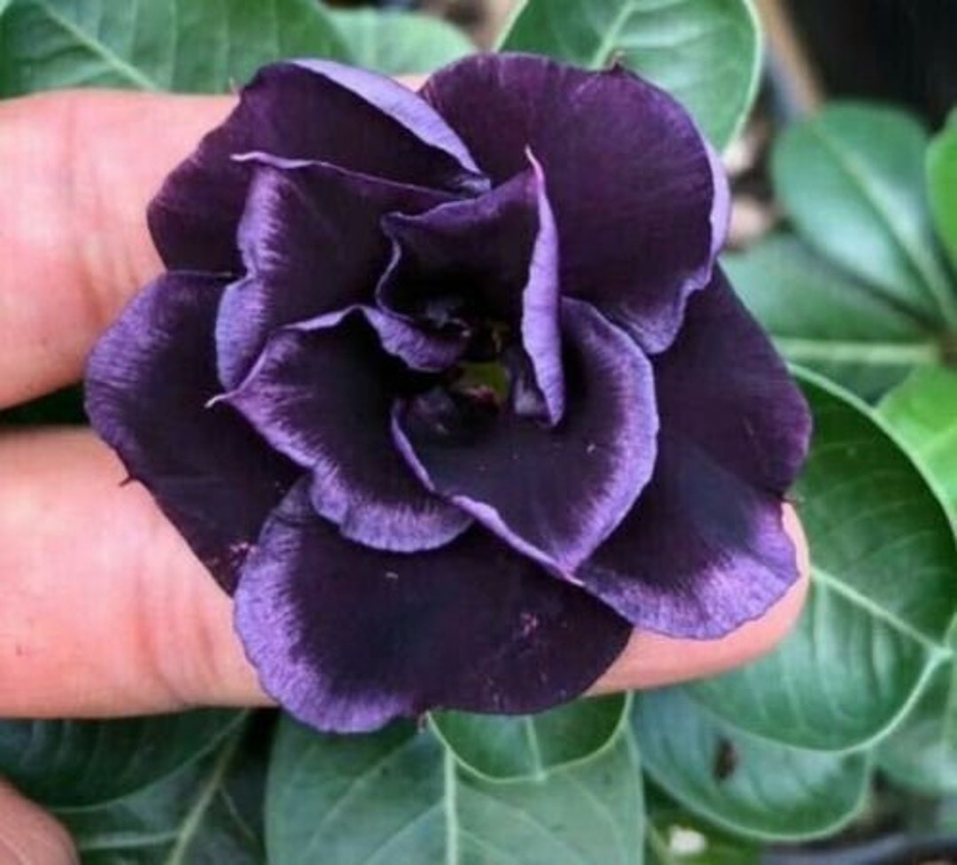 4 Rare Dark Purple Desert Rose Seeds Adenium Obesum Flower Etsy