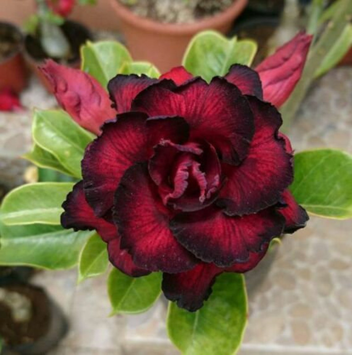 4 Rare Black Red Desert Rose Seeds Adenium Obesum Flower Etsy