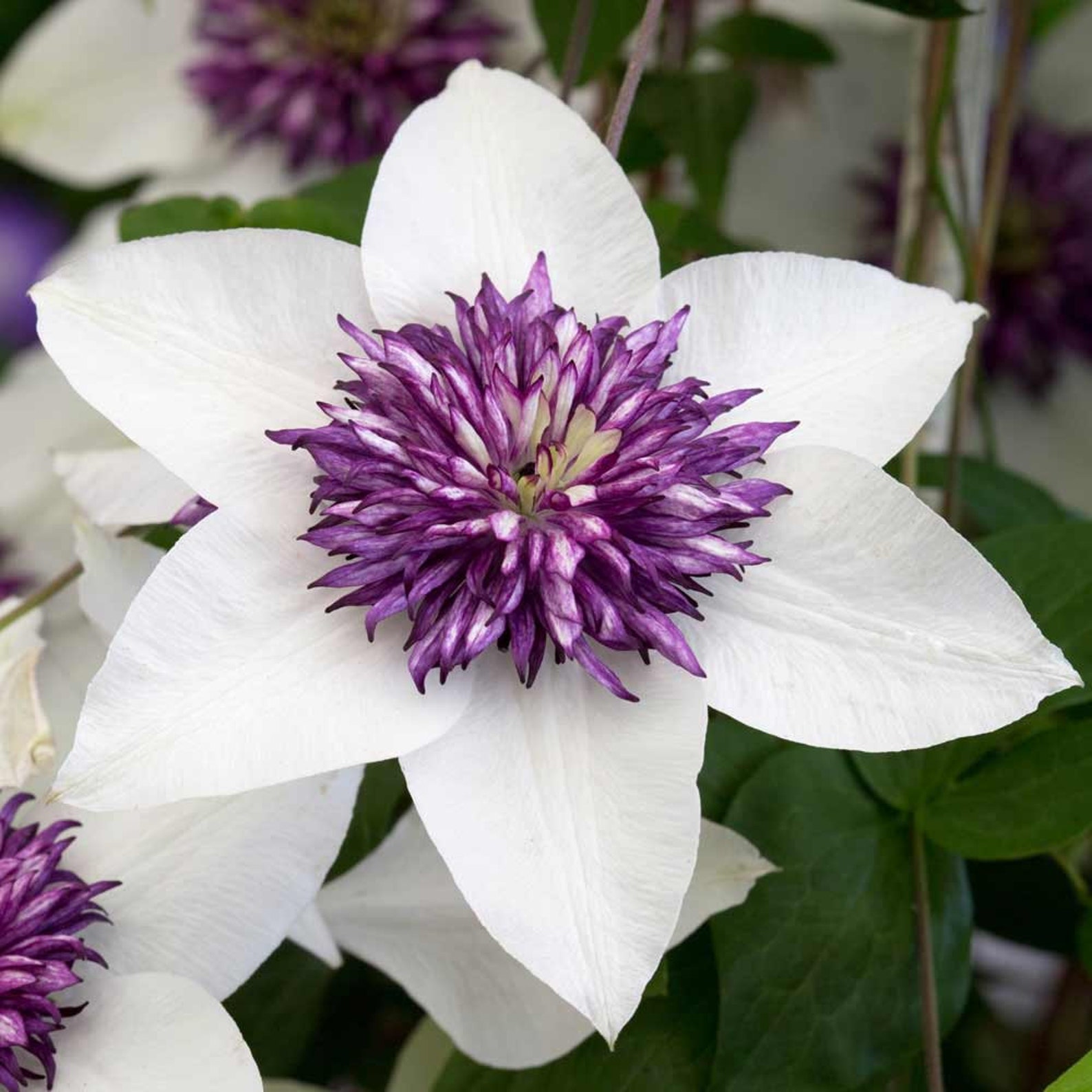 25 White Purple Clematis Seeds Clematis Sieboldii Flower Etsy 25 White Purple Clematis Seeds Clematis Sieboldii Flower Etsy