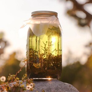 Puede incluir: Un tarro de cristal transparente con tapa met&aacute;lica, lleno de l&iacute;quido amarillo y peque&ntilde;as plantas. El tarro est&aacute; sobre una roca, con el sol brillando a trav&eacute;s del l&iacute;quido.