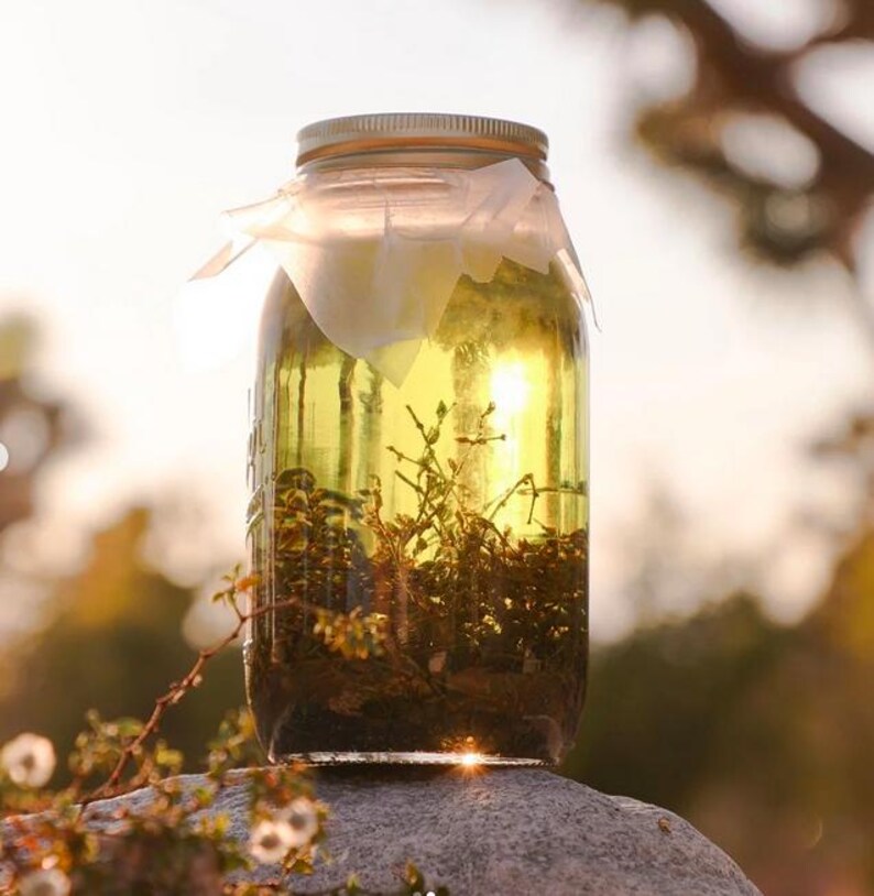 Puede incluir: Un tarro de cristal transparente con tapa met&aacute;lica, lleno de l&iacute;quido amarillo y peque&ntilde;as plantas. El tarro est&aacute; sobre una roca, con el sol brillando a trav&eacute;s del l&iacute;quido.