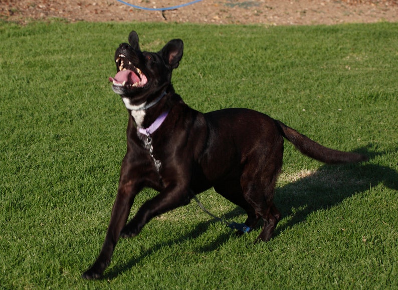 Lojump Jump Restraint or No Jump Dog Harness Etsy