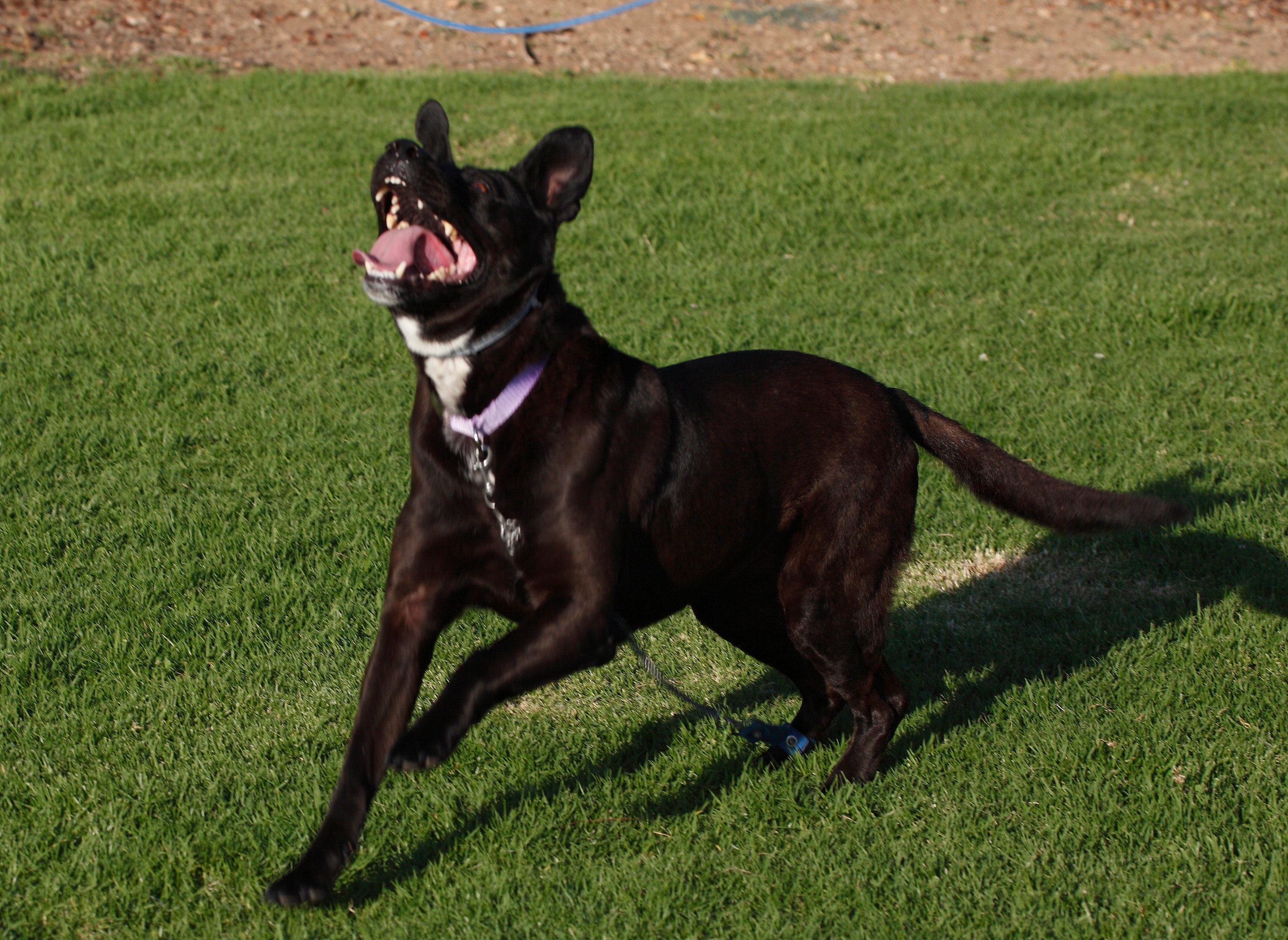 LowJump Jump Restraint or No Jump Dog Harness Etsy