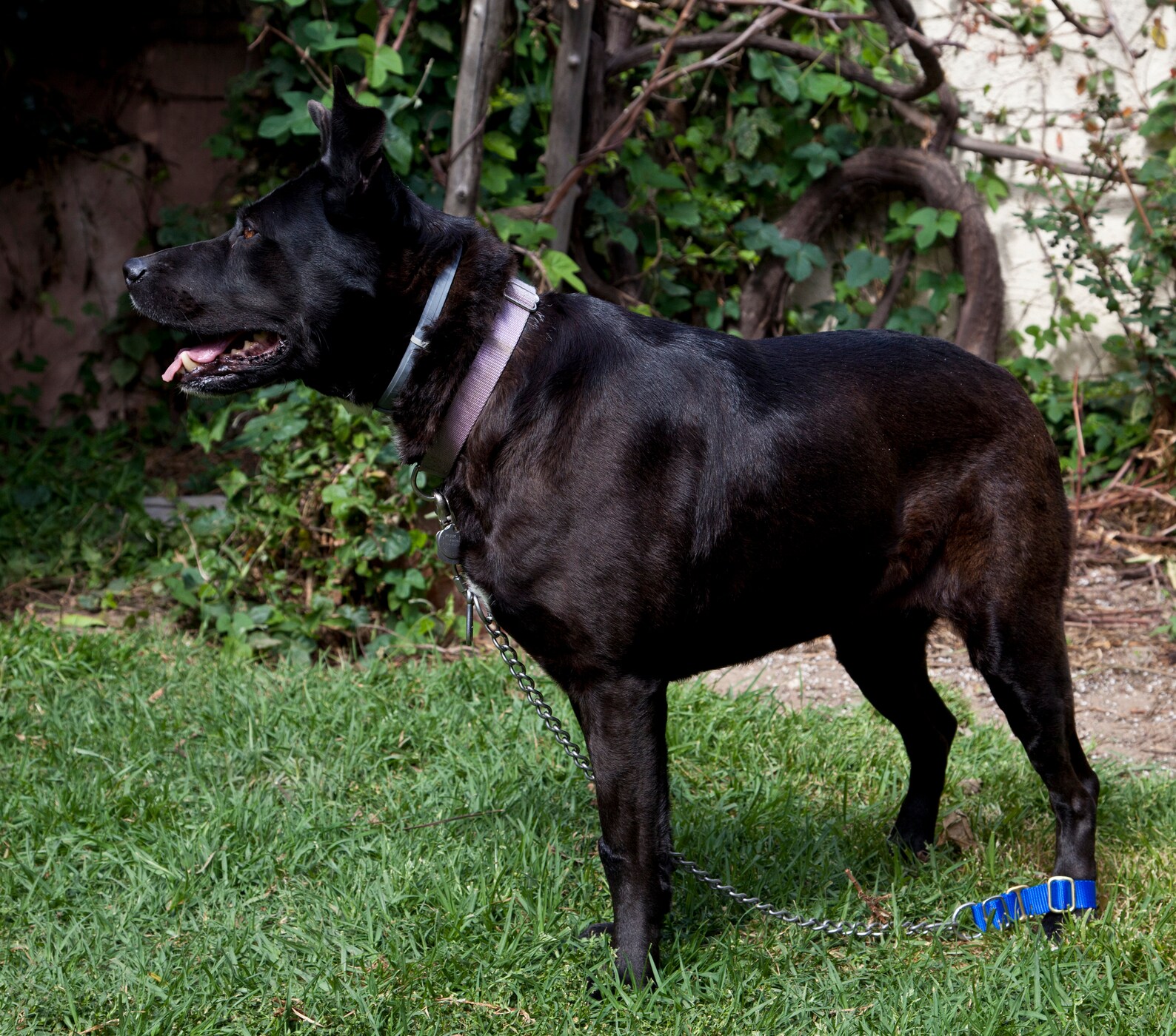 Lojump Jump Restraint or No Jump Dog Harness Etsy