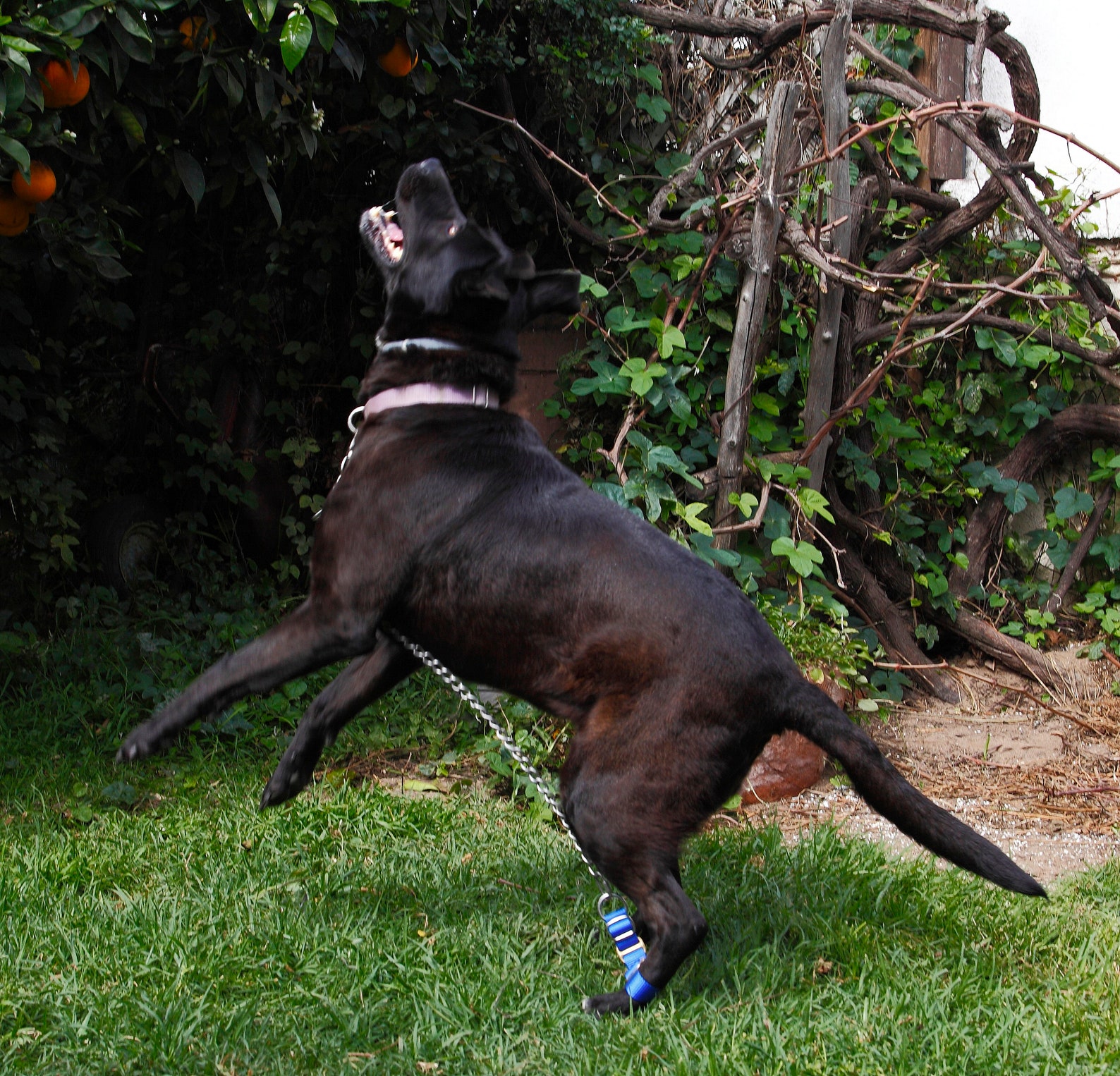 Lojump Jump Restraint or No Jump Dog Harness Etsy