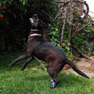 jump dog harness instructions