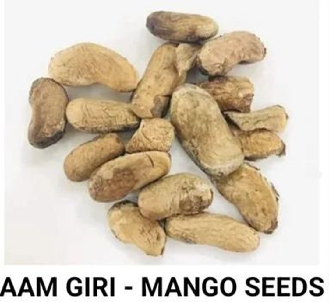 Mango Seed Mango Seedling Aam Guthli Mangiferaindica Etsy