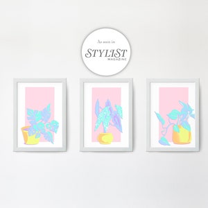 May include: Three framed prints of pastel pink backgrounds with illustrations of potted plants in blue and green hues. The prints are in white frames and are hung on a white wall. The text "As seen in STYLIST MAGAZINE" is visible in a circle above the prints.