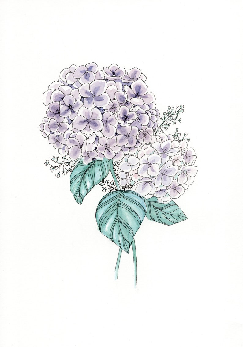 Hydrangea blooms colouring page, Printable download, Perfect for beginners image 3