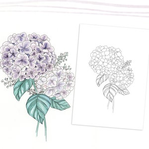 Op de afbeelding: Een aquarel-illustratie van een paarse en witte hortensia met groene bladeren. De bloem is getekend in een realistische stijl met delicate details.