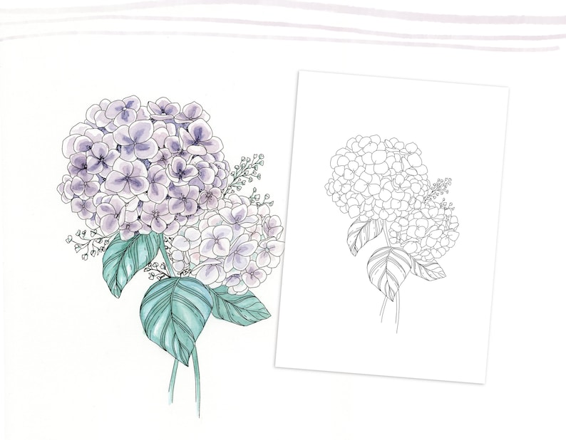 Hydrangea blooms colouring page, Printable download, Perfect for beginners image 1