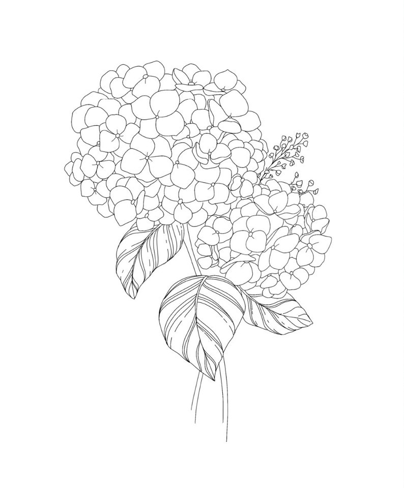 Hydrangea blooms colouring page, Printable download, Perfect for beginners image 2