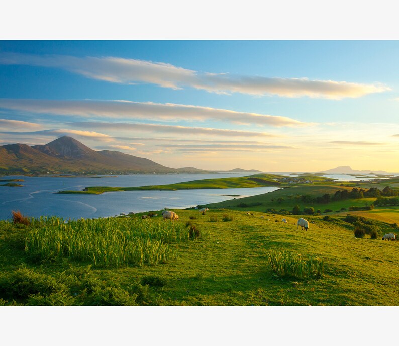 Croagh Patrick Sheep Mayo IRELAND PHOTOGRAPHY. Irish Wall Etsy
